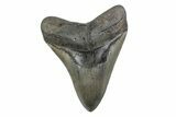 Fossil Megalodon Tooth - North Carolina #378080-1